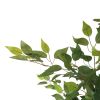 ARBORE DE FICUS 200