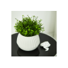 116004 GHIVECI DE FLORI BOHO D21 CM ALEANA, WHITE ROSE