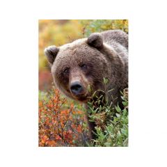 10518 Trefl Puzzles-"1000"-Nature Wild Royals-Grizzly bear, Alaska,USA