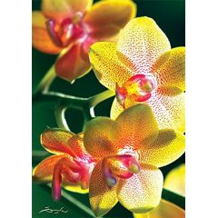 10503 Trefl Puzzles - "1000" - Nature Limited edition Flowers Orchidea