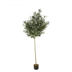 Arbore de Maslin 240