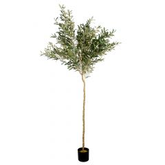 Arbore de Maslin 180 cm