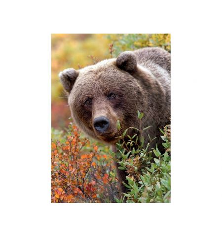 10518 Trefl Puzzles-"1000"-Nature Wild Royals-Grizzly bear, Alaska,USA