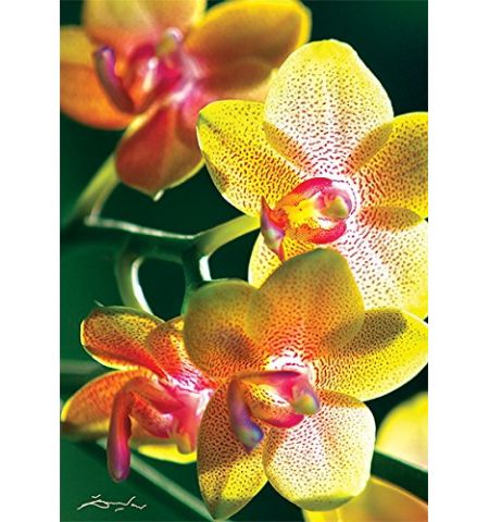 10503 Trefl Puzzles - "1000" -  Nature Limited edition Flowers Orchidea / Trefl