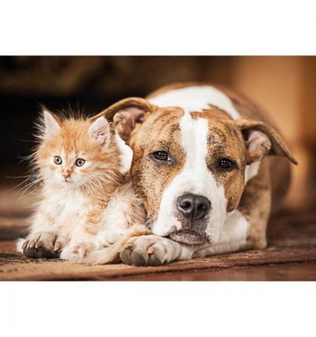 Noriel NOR5236 Пазл "Компания" Noriel NOR5236 Пазл "Компания"