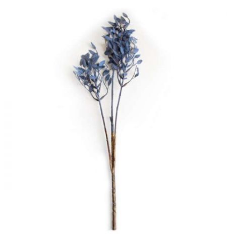 Ramura decorativa de Ruscus