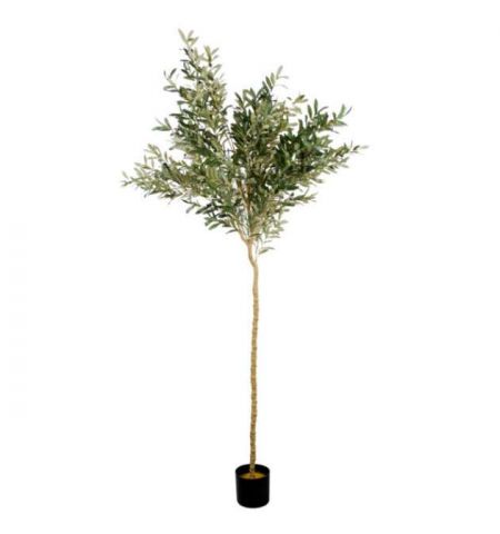 Arbore de Maslin 180
