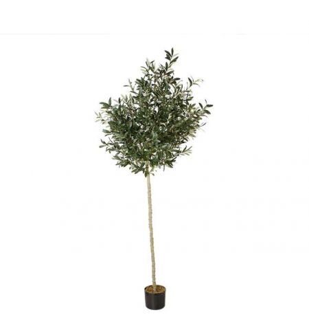 Arbore de Maslin 240