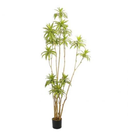 Arbore Dracaena Reflexa