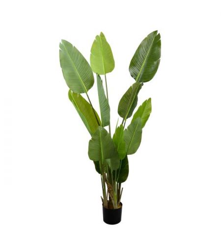 Arborele Strelitzia 170
