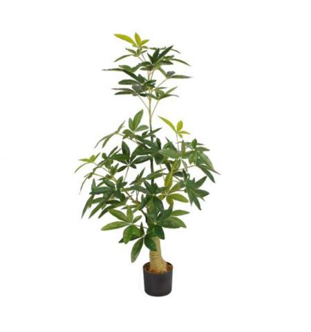 Arbore Pachira Glabra