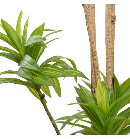 Arbore Dracaena Reflexa