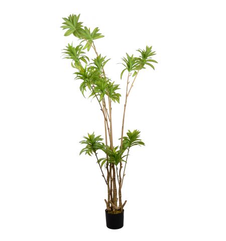 Arbore Dracaena Reflexa