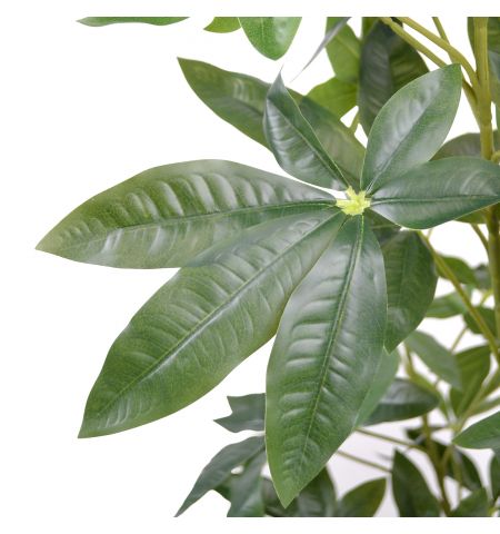 Arbore Pachira Glabra