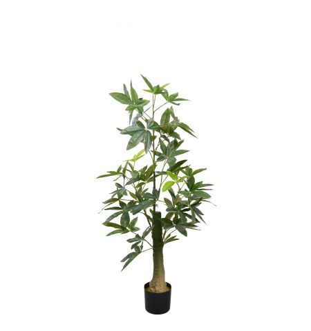 Arbore Pachira Glabra