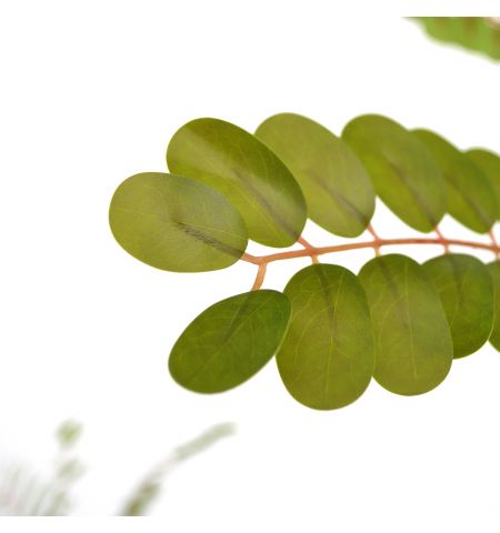 Arbore Phyllanthus Emblica