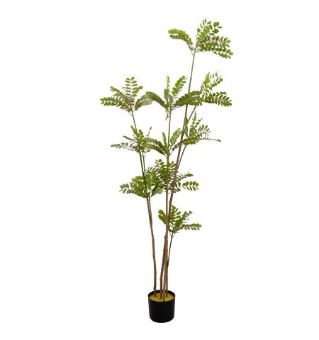 Arbore Phyllanthus Emblica