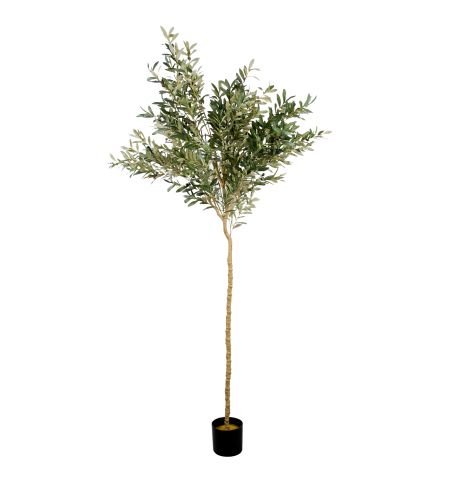 Arbore de Maslin 180 cm