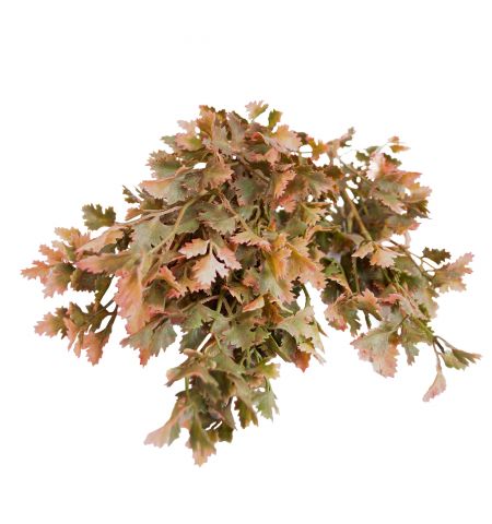 Arbust decorativ de Toamna