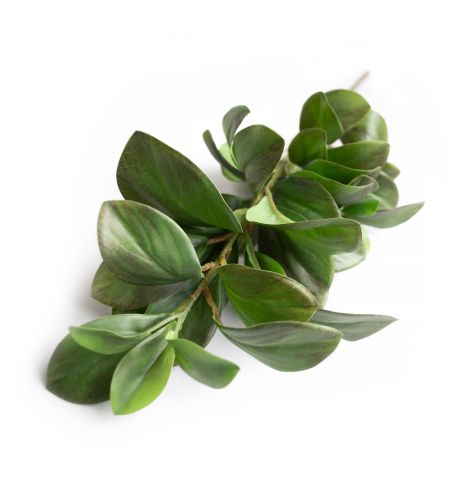 Ramura decorativa Peperomia