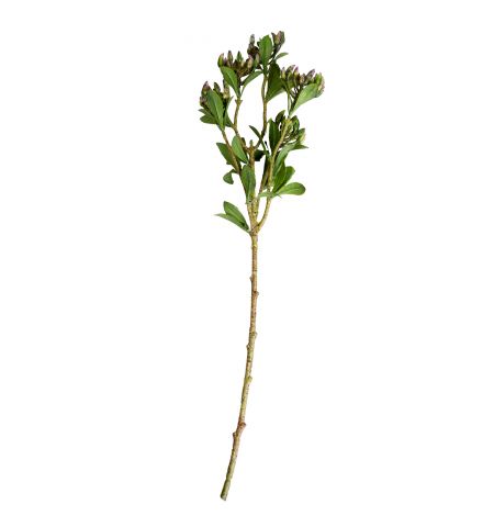 Ramura decorativa de Buxus