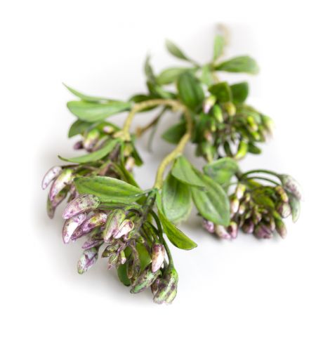 Ramura decorativa de Buxus