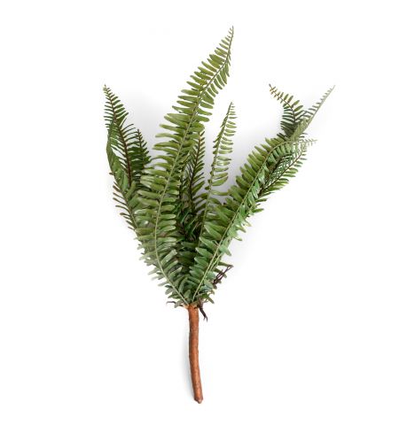 Ramura decorativa de Feriga