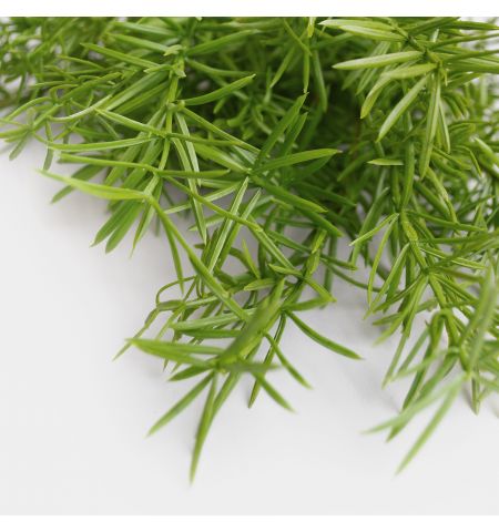 Ramura decorativa de Rozmarin
