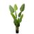 ARBORELE STRELITZIA 170 CM
