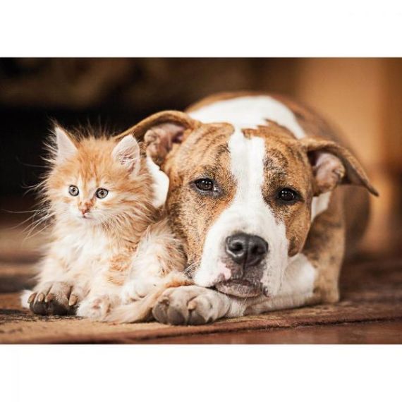 NORIEL NOR5236 ПАЗЛ "КОМПАНИЯ"