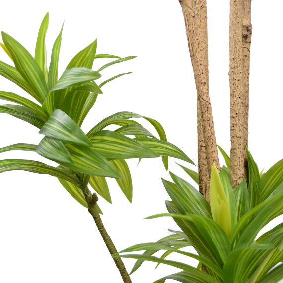 ARBORE DRACAENA REFLEXA