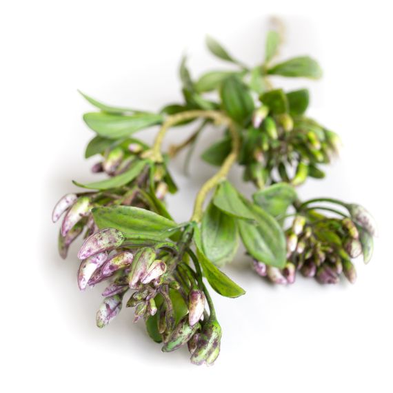 RAMURA DECORATIVA DE BUXUS