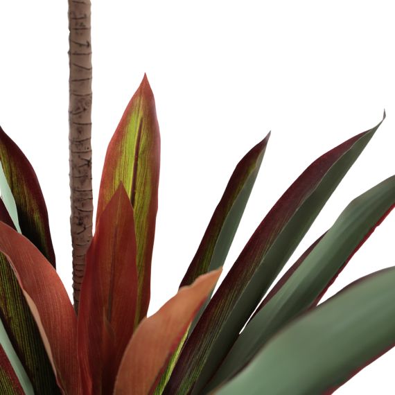 ARBORE DRACAENA RED 220