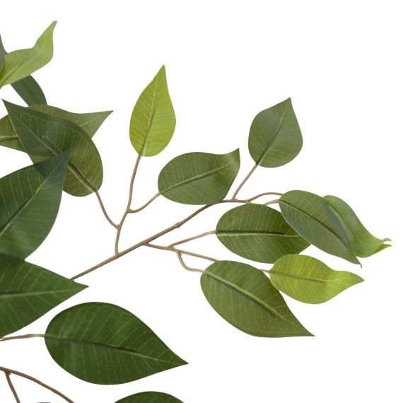 ARBORE DE FICUS 200