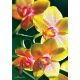 10503 Trefl Puzzles - "1000" - Nature Limited edition Flowers Orchidea 10503 Trefl Puzzles - "1000" - Nature Limited edition Flowers Orchidea
