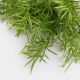 Ramura decorativa de Rozmarin